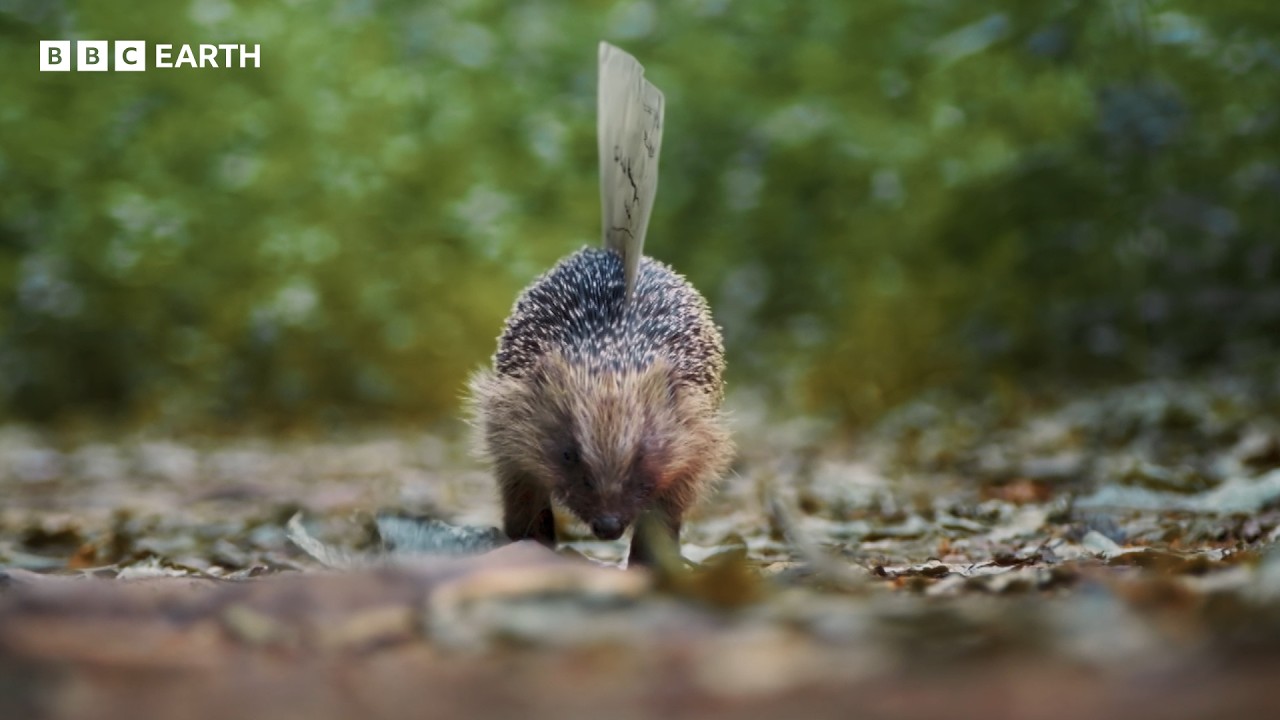 King Charles Honors David Attenborough's 100th Birthday