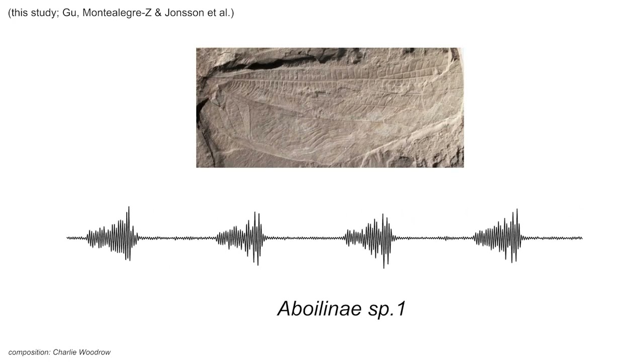 Fossilized wing of ancient cricket-like insect showing detailed ridge patterns from 165 million years ago