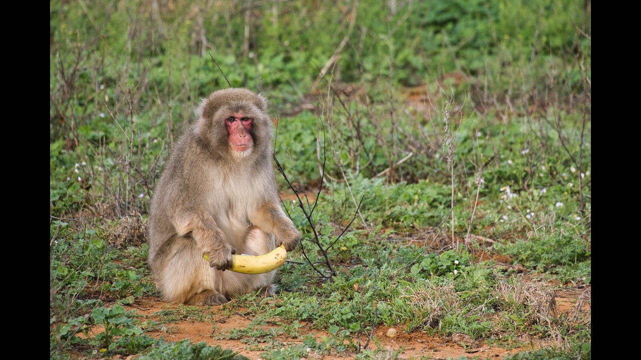 Monkeys Avoid Germs After Outbreak, Just Like Humans - Image 4