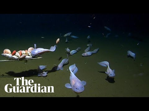 Scientists Find Mystery Creature 9,000 Meters Deep - Image 5