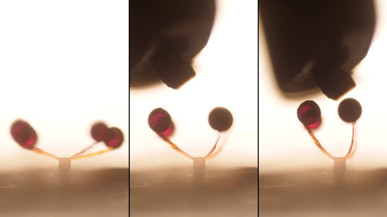 MIT Creates Tiny Magnet-Controlled Robots for Medicine - Image 2