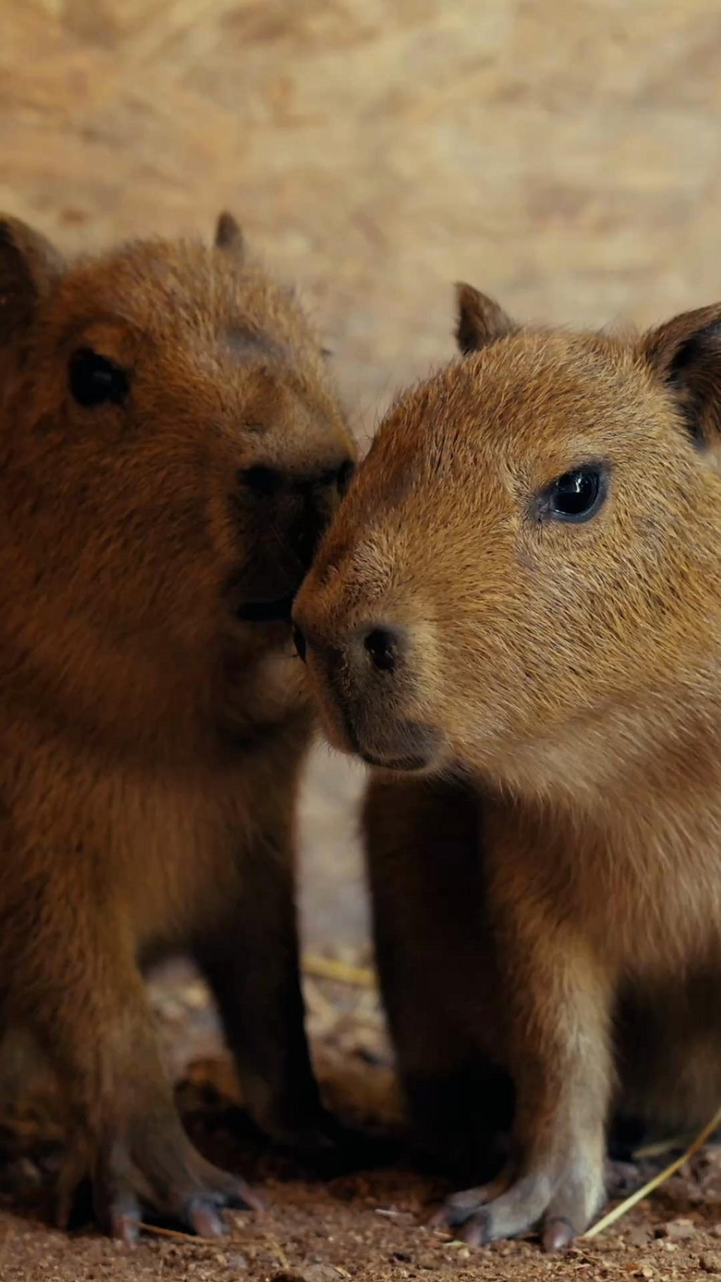 Two small brown capybara pups staying close to their parent at UK zoo