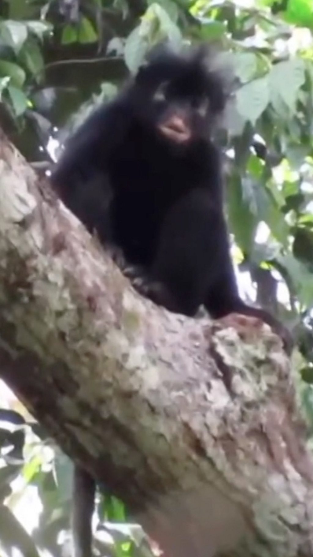 Scientists Discover New Monkey Species in Myanmar Forest