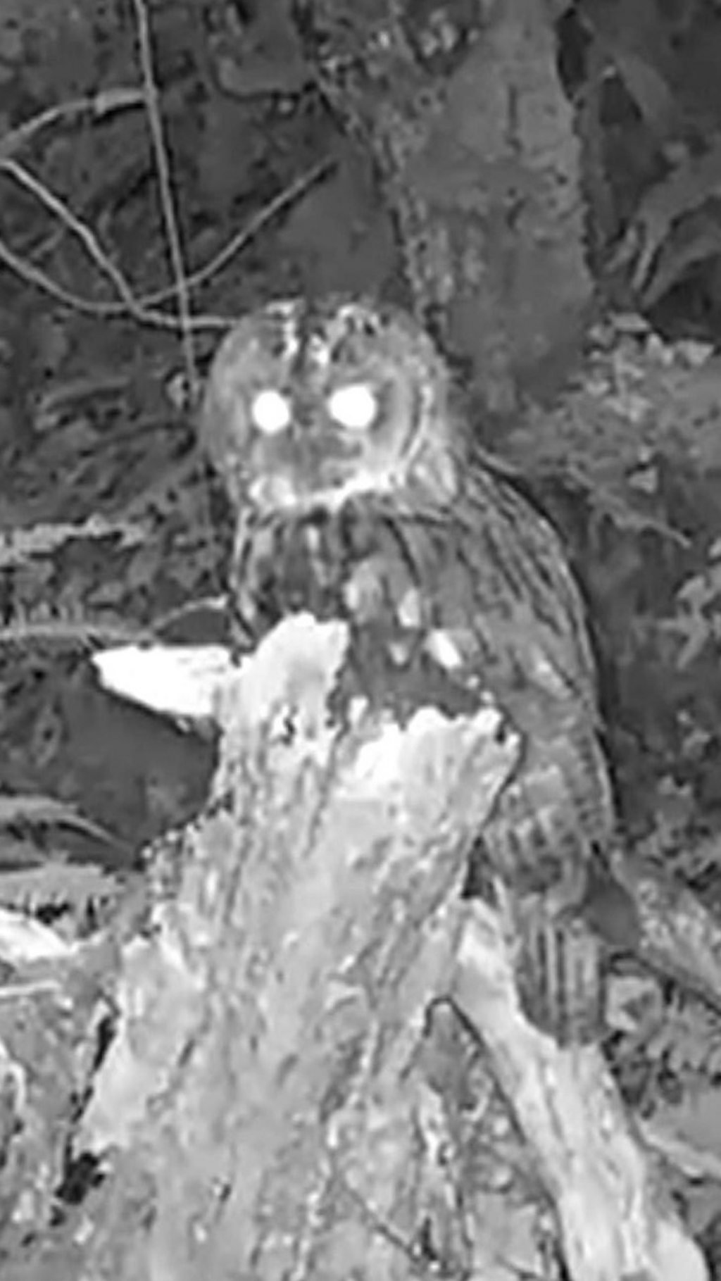 Cornwall Wildlife Cameras Show Conservation Wins