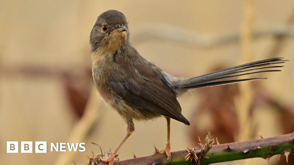 Wildlife Thrives After Fire Ravages Suffolk Heathland
