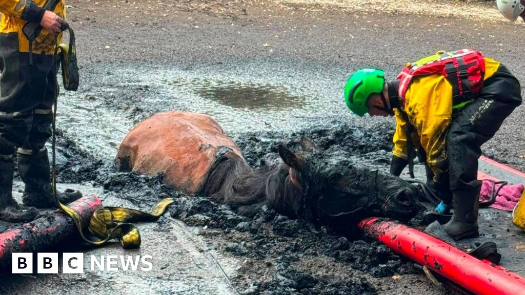 Firefighters Free Two Horses From Mud in Bedfordshire