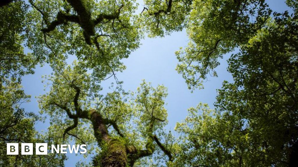 Surrey Plants 885,000 Trees, Beats 5-Year Goal by 47%