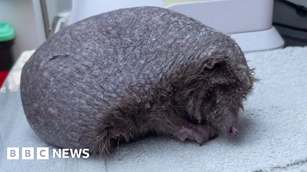 Bald Hedgehog Named Olly Becomes Wildlife Charity Star