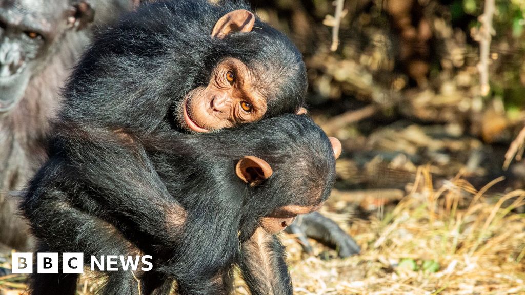 Two juvenile chimpanzees embrace each other in close physical contact at wildlife sanctuary