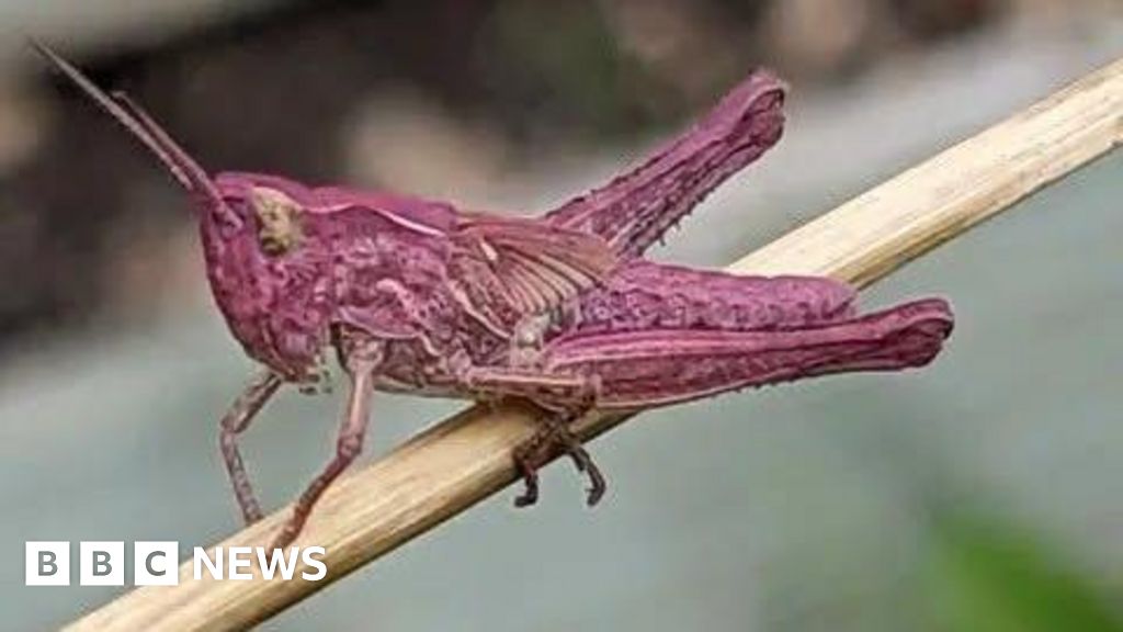 Woman's Garden Becomes Safe Haven for Rare Pink Grasshoppers