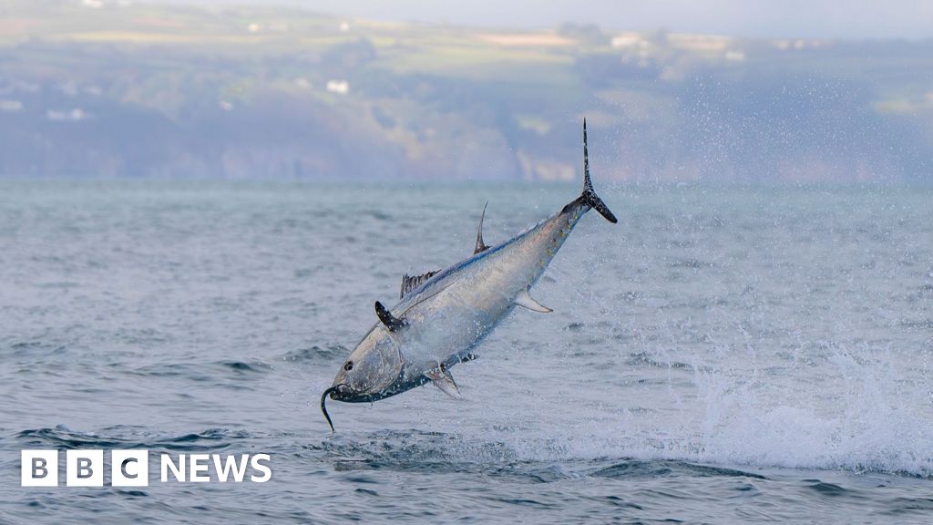 Massive bluefin tuna swimming in clear blue waters off the coast of Cornwall, UK