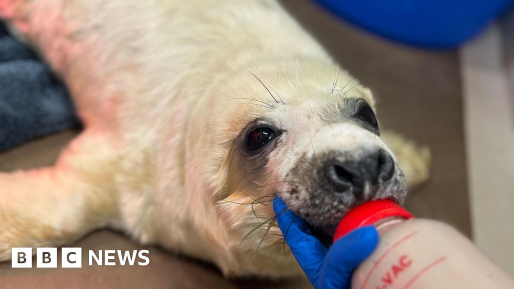 Wildlife assistant bottle-feeding tiny grey seal pup at Scottish rescue center