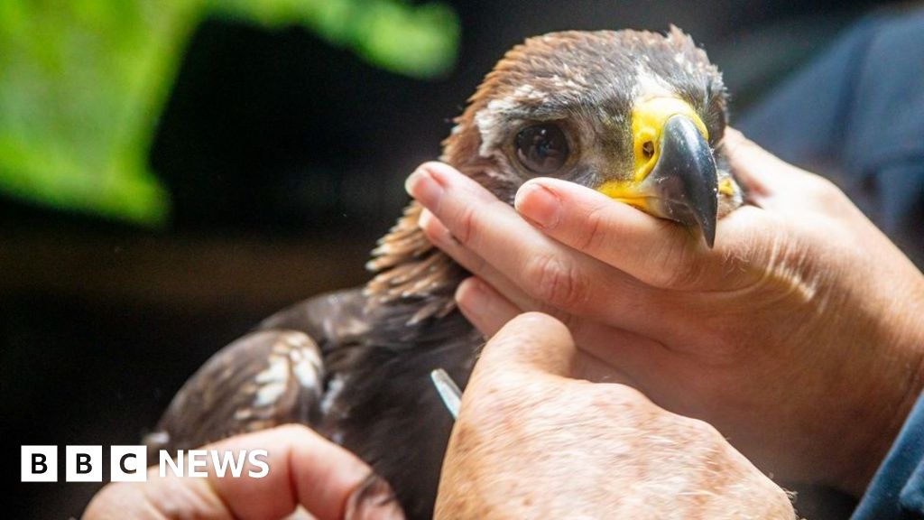 Golden Eagle Chick Marks Historic Win in Scotland
