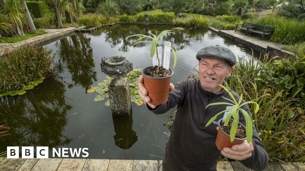 Scotland Shelters Seedlings From World's Last Wild Tree