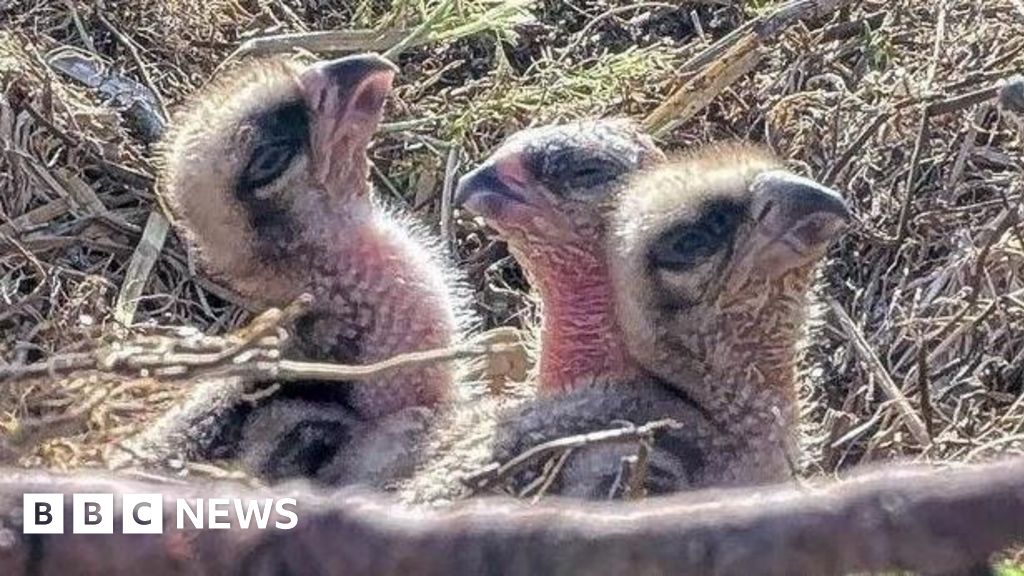 Three young osprey chicks huddled together in nest waiting to be fed by parents