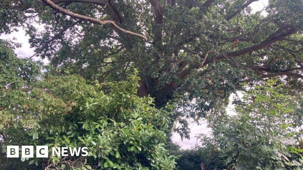 300-Year-Old Oak Gets Protection in Devon