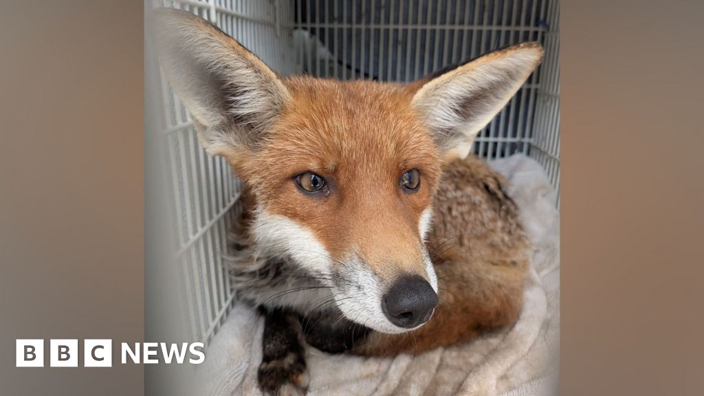Fire Crew Frees Fox Wedged Between Walls in Hatfield