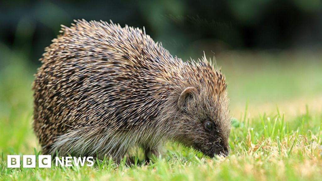UK Hedgehogs Get Satellite Tracking to Reverse Decline