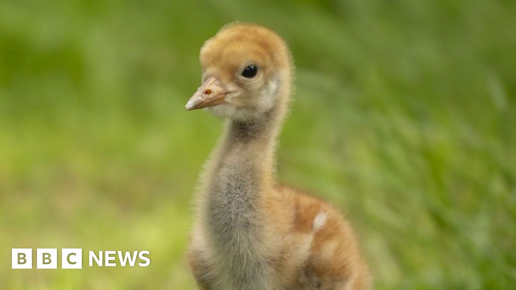 UK Crane Population Hits 250 After 400-Year Extinction