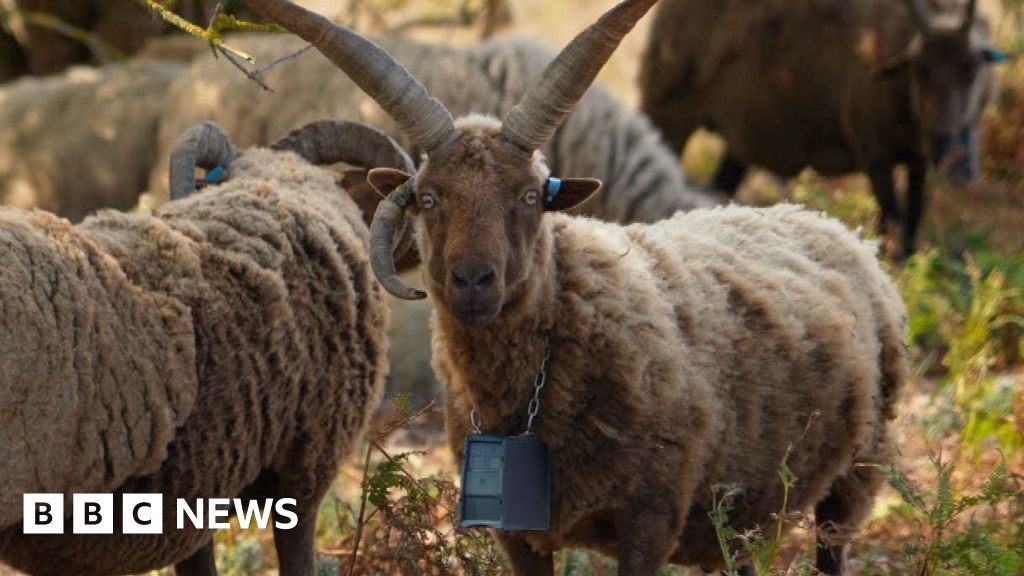 GPS Collars Save Jersey Shepherds Hours of Cliff Work