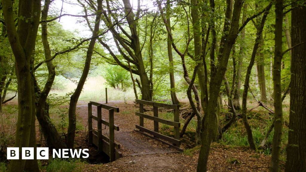 Hertfordshire Discovers 50% More Ancient Woodland Than Expected