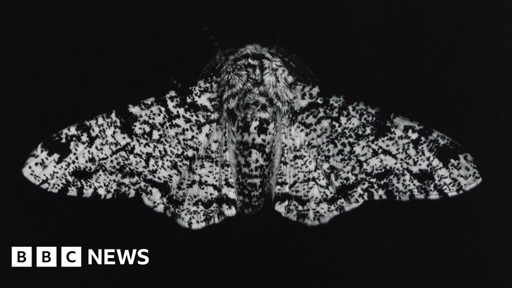 Cornwall Art Show Celebrates Moths' Climate Adaptation