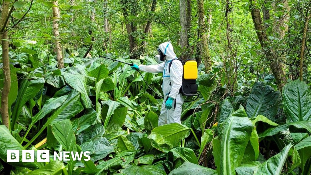 Invasive 'Skunk Cabbage' Wiped Out From UK River