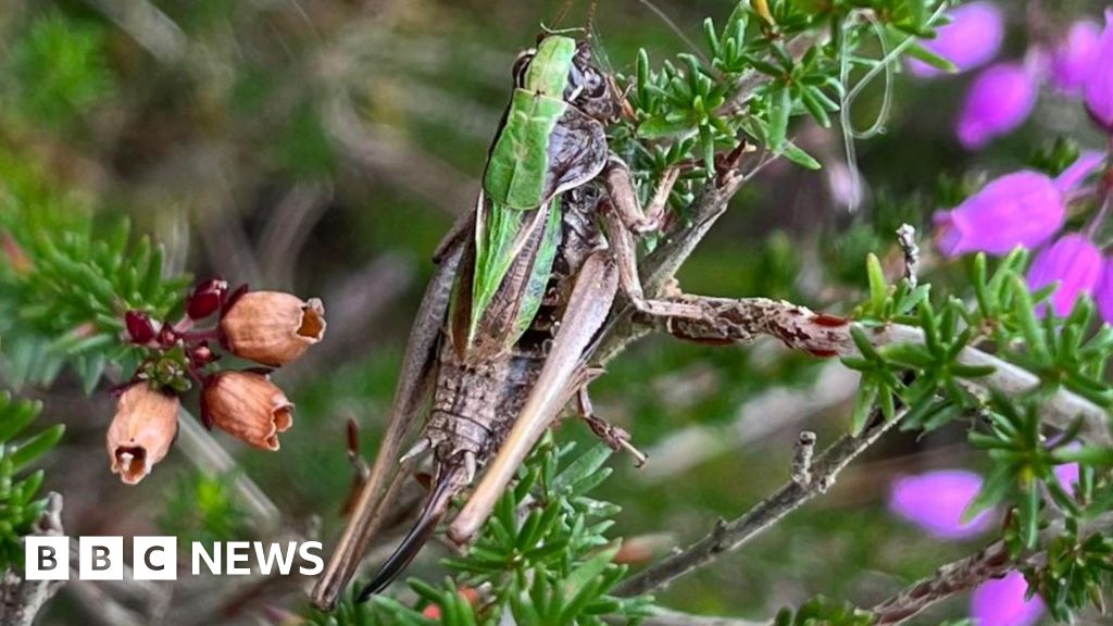 Volunteers Breed Rare Crickets at Home to Restore Wetlands