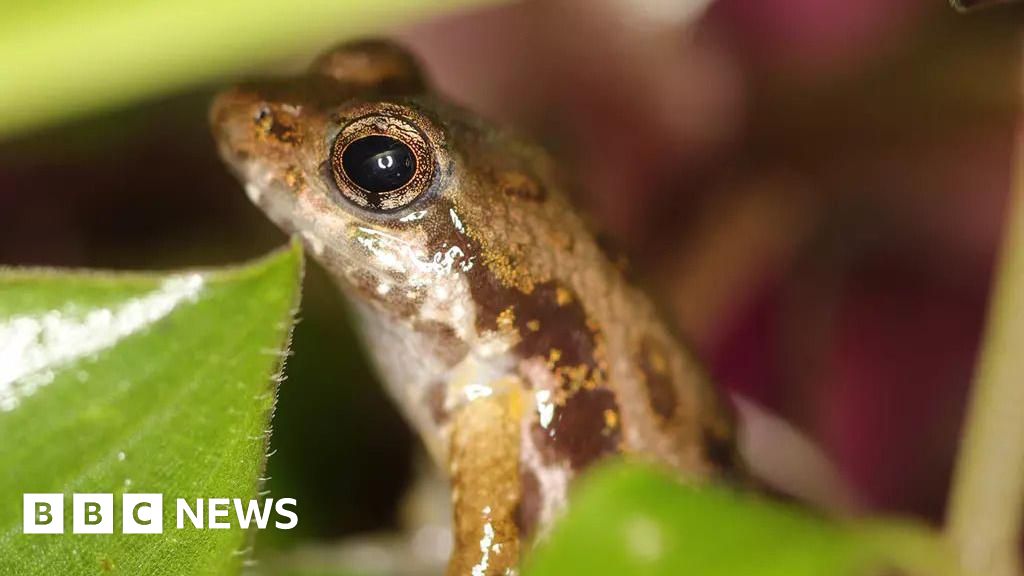 London Zoo Breeds Critically Endangered Frogs First Time