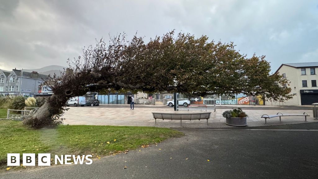 Northern Ireland's Bendy Tree Wins UK Tree of the Year
