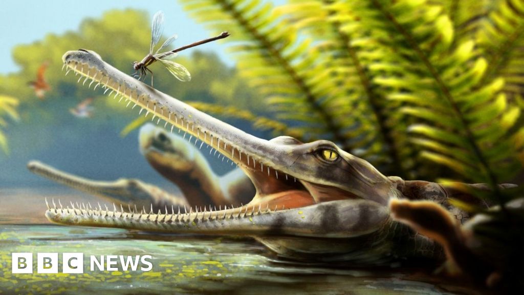 Ancient Crocodile With Needle Teeth Found in Morocco