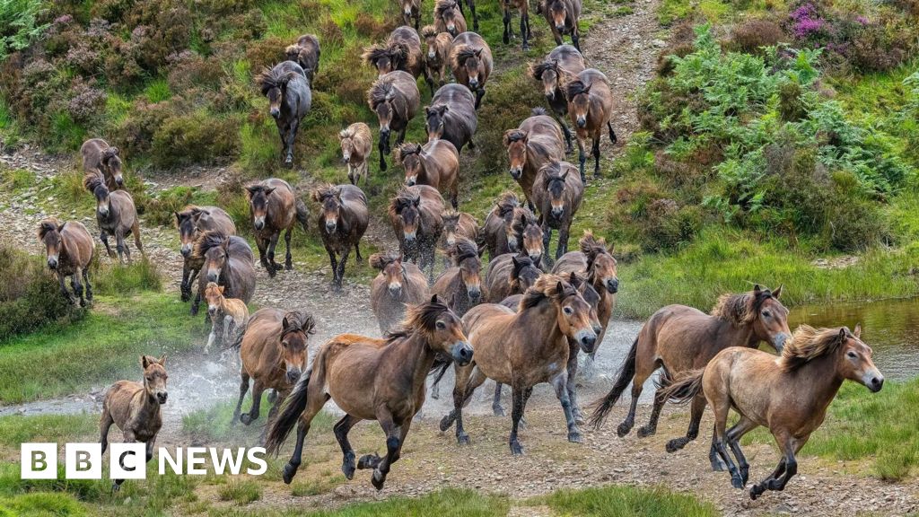 Exmoor Ponies Raise Funds for Devon Air Ambulance