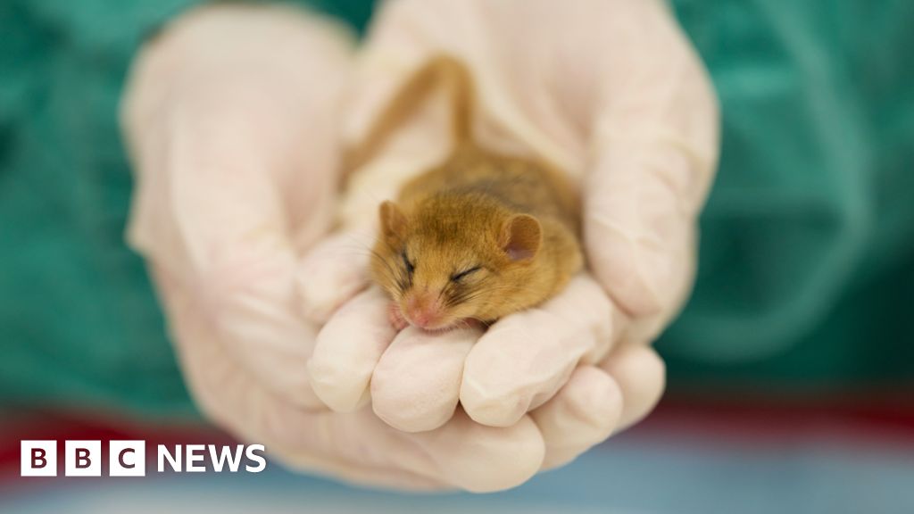 London Zoo Gets $25M Gift for See-Through Animal Hospital