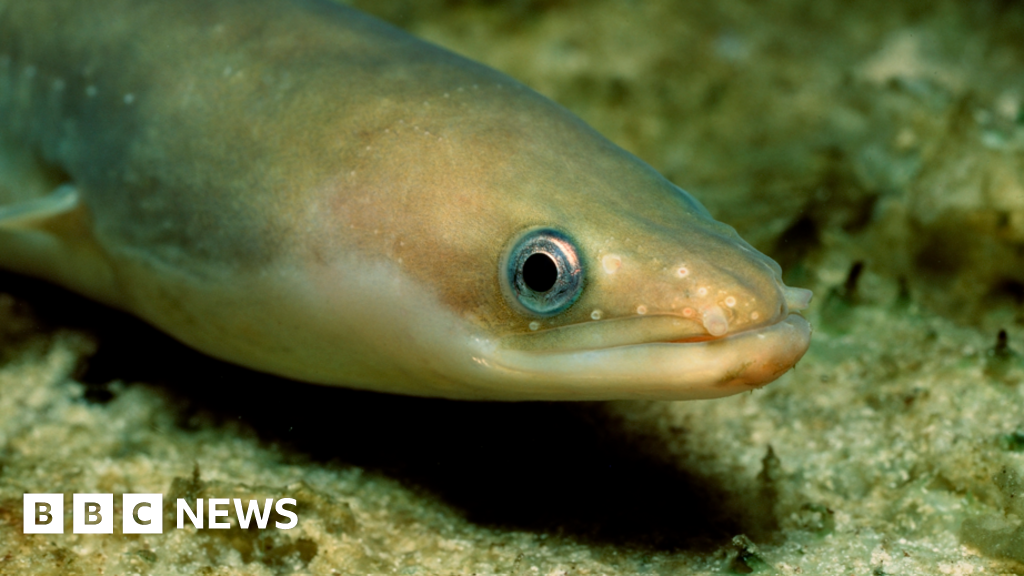 Classrooms Welcome Eels to Save Critically Endangered Species
