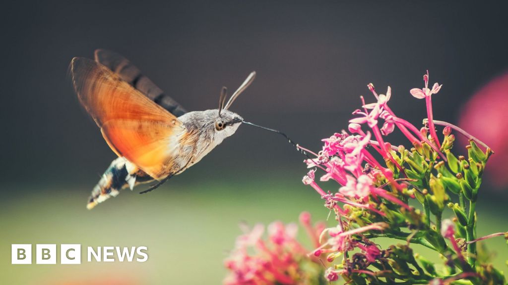 New Insects Thrive in UK's West Midlands as Climate Warms
