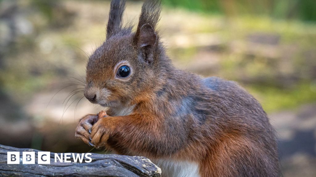 Red squirrel with distinctive ear tufts perched on tree branch in British woodland