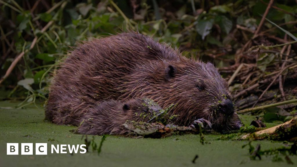 London Kids to Name Baby Beavers Born in Ealing