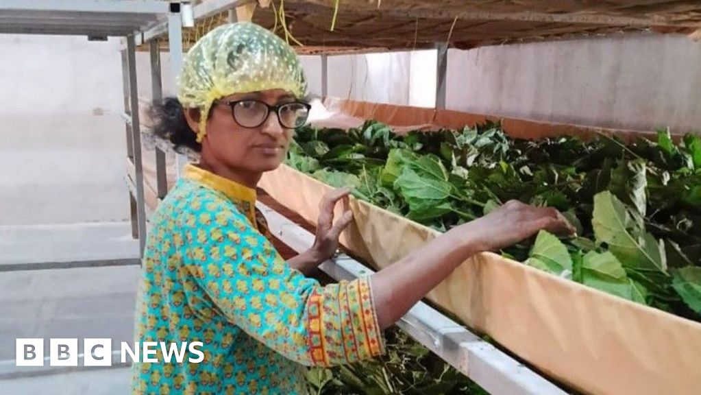 Silkworms feeding on fresh green mulberry leaves on an Indian silk farm