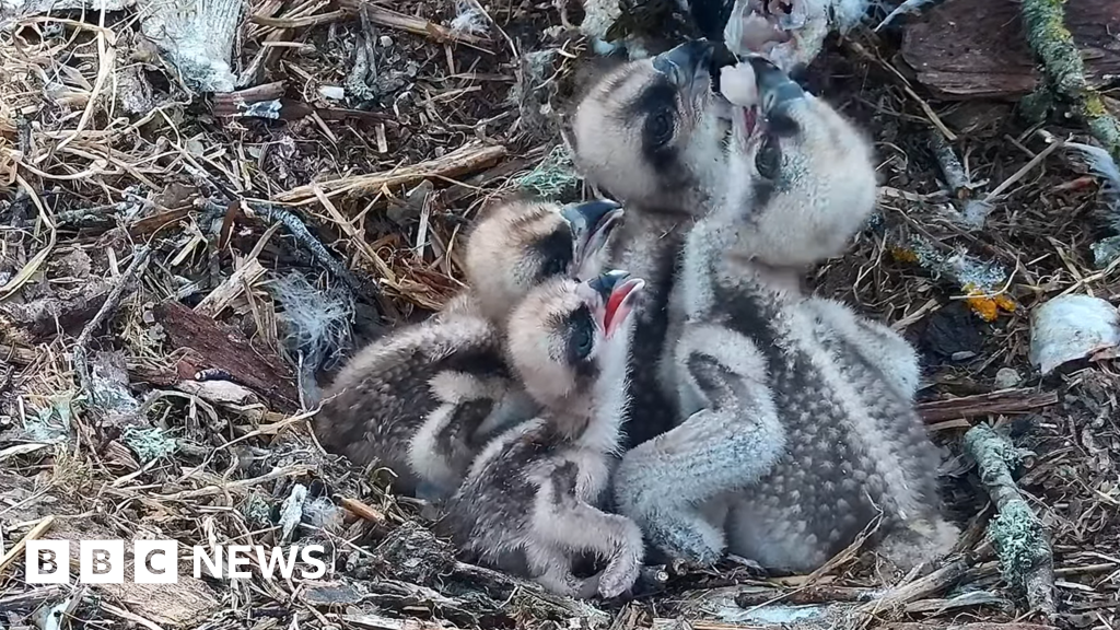 Rare Fourth Osprey Chick Hatches in Southern England