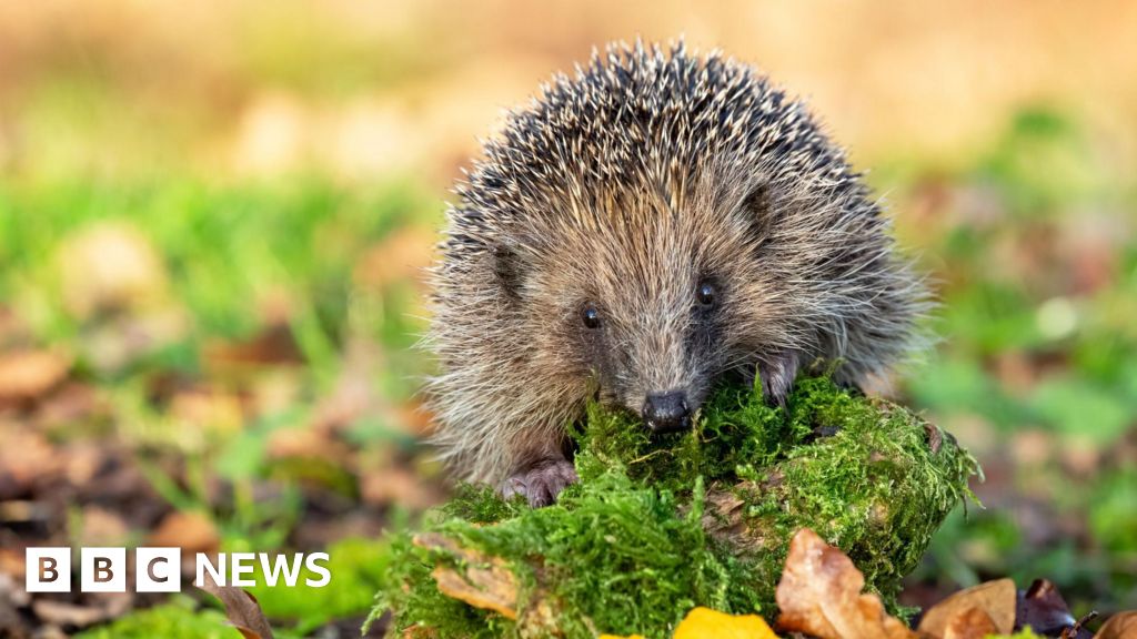GPS Backpacks and Sniffer Dogs Save Europe's Hedgehogs