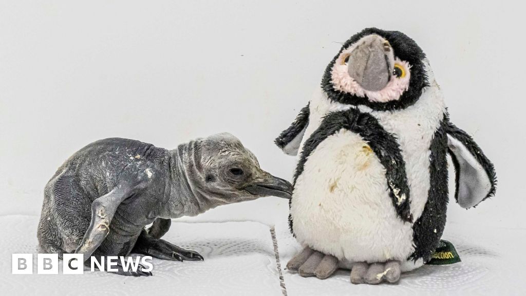 First UK King Penguin Chick in 10 Years Beats the Odds