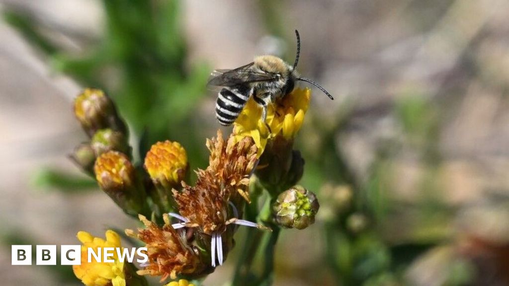 Rare Zebra-Striped Bees Find New Home in Somerset Marshes