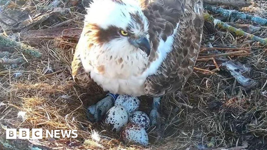 Osprey Lays Fourth Egg After Last Year's Love Triangle Drama