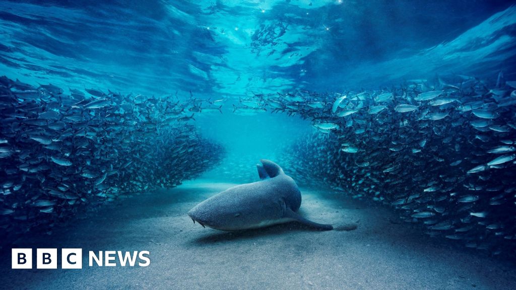 David Attenborough Returns at 100 for Blue Planet III