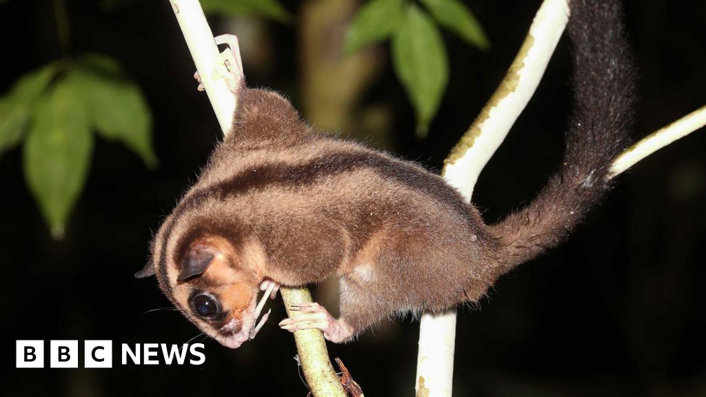 Two 'Extinct' Species Found Alive in West Papua Rainforest