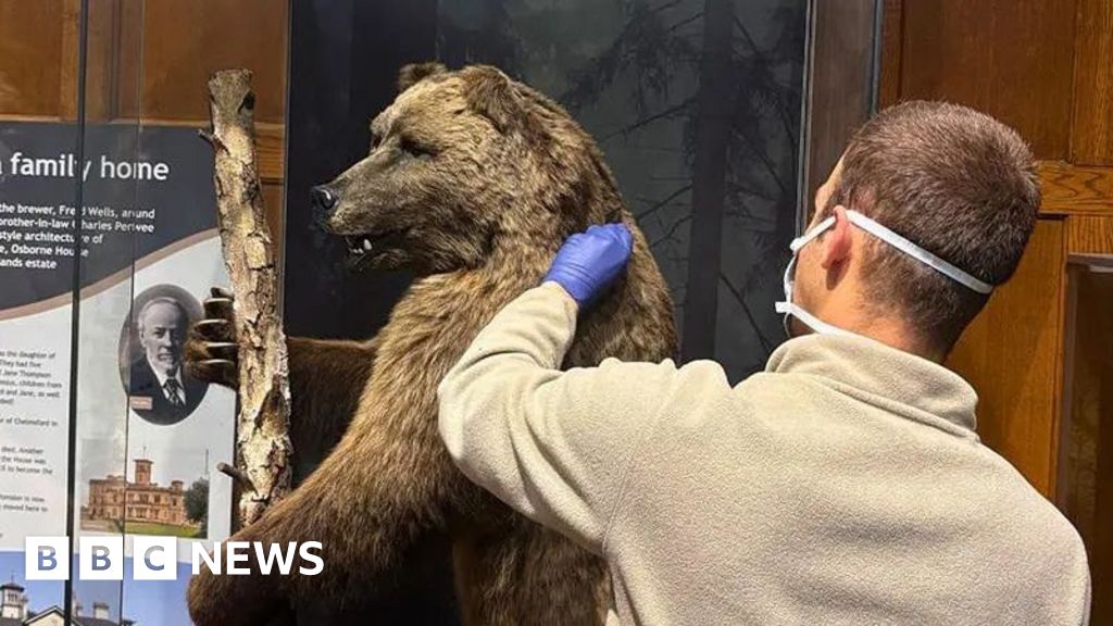 120-Year-Old Museum Bear Helps Fight Wildlife Crime