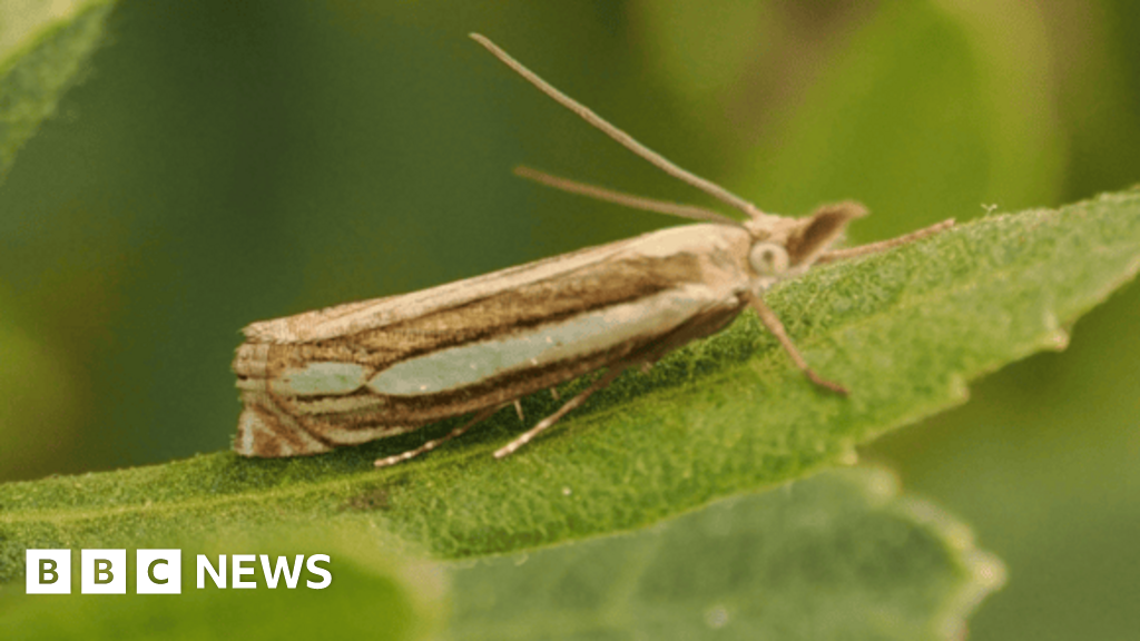 Rare Bog Grass Moth Found in Wales for First Time