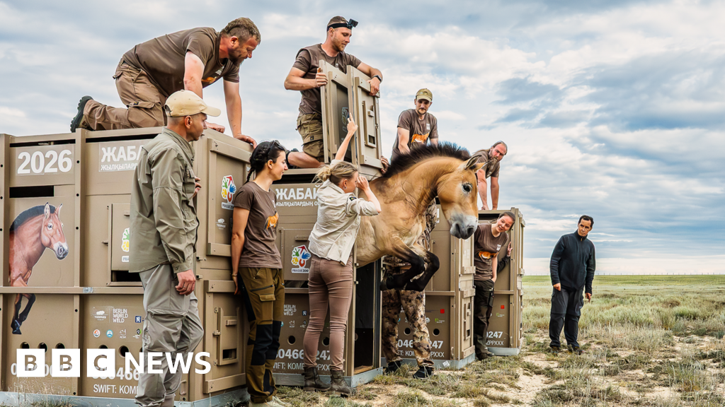 Two Horses Fly 3,000 Miles to Save Rare Species