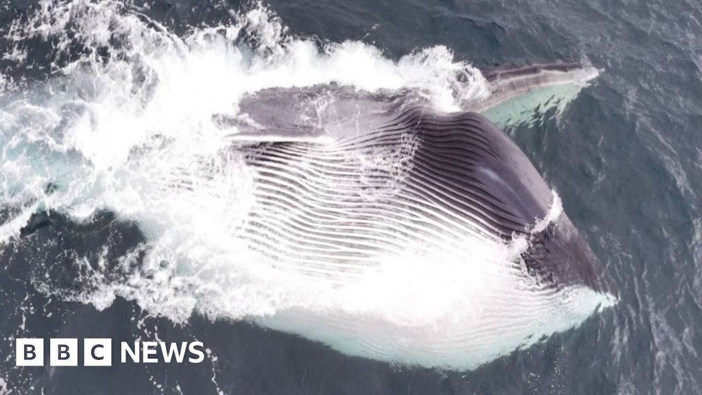 Videographer Captures Rare Fin Whale Feeding Off Wales Coast