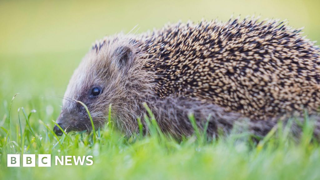 Surrey Wildlife Trust Raises £40K to Revive Local Wildlife